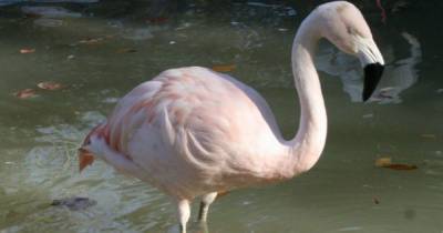 В немецком зоопарке разыскивают фламинго, который загадочно исчез из вольера - mur.tv - Германия