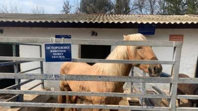 Эксперты прокомментировали инцидент с лошадью в зооуголке Симферополя - mur.tv - республика Крым - Симферополь