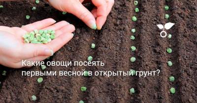 Какие овощи посеять первыми весной в открытый грунт? - sadogorod.club