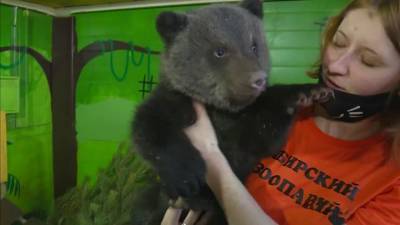 Бэби-бум в Сибирском зоопарке: медвежата-сироты и козлята-двойняшки - mur.tv - Иркутск