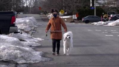 Видео из Сети. Находчивая собака спасла потерявшую сознание хозяйку - mur.tv - Канада - Оттава