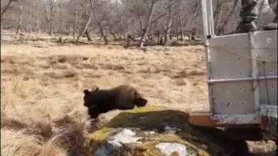 Медвежонка, прибившегося к семье в Приморье, выпустили на волю - mur.tv - Приморье край