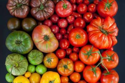 ​Лучшие сорта томатов на грядущий сезон - lifehelper.one