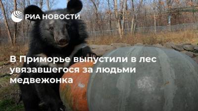В Приморье выпустили в лес увязавшегося за людьми медвежонка - mur.tv - Владивосток - Приморье край