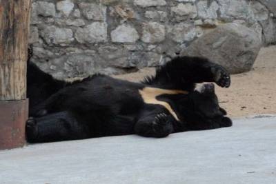 Гималайская медведица Будур умерла в Московском зоопарке во время спячки - mur.tv