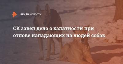 СК завел дело о халатности при отлове нападающих на людей собак - mur.tv - Россия - Новокузнецк