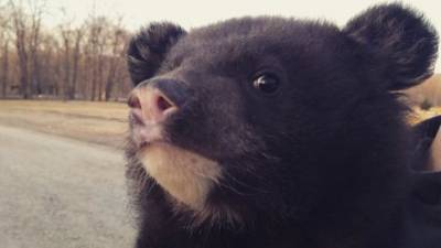 Прибившегося к семье медвежонка выпустили на волю в Приморье - mur.tv - Приморье край
