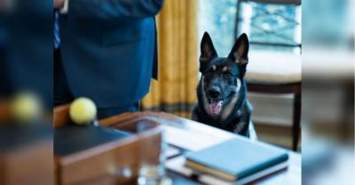 Джон Байден (Мейджор) - Собака Байдена вернулась в Белый дом и снова искусала одного из сотрудников - mur.tv - штат Делавэр