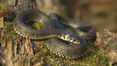 Ученые из Австралии обнаружили схожие гены у человека и ядовитых змей - mur.tv - Австралия