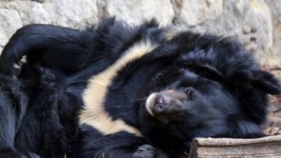 В Московском зоопарке медведица Будур умерла во время спячки - mur.tv