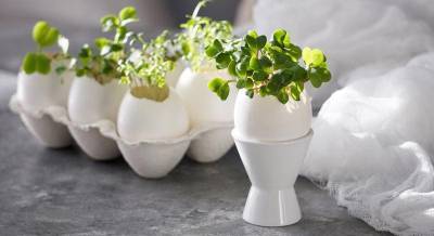 Как вырастить кресс салат … в скорлупе яиц? Красивые пасхальные декорации - nashsovetik.ru