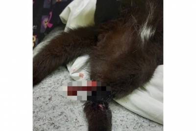 Разорвал связки и вырвал кость: псковские зоозащитники собирают деньги на лечение кота - mur.tv - Псков