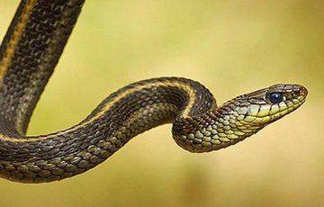 Ученые выяснили, что в процессе эволюции человек станет ближе к змеям - mur.tv