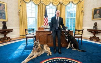 Дональд Трамп - Джон Байден - Угроза в Белом доме. Проблемы Байдена с собаками - mur.tv - Сша