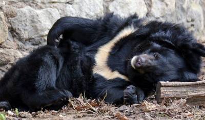 Гималайская медведица умерла во время зимней спячки в Московском зоопарке - mur.tv