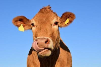 Мужчина, сбивший корову в Дедовическом районе, получит компенсацию от сельхозкооператива - mur.tv