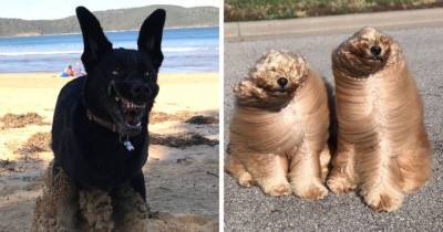 17 безумно смешных и милых фотографий собак, которые могут вызвать улыбку даже в самый хмурый день - mur.tv