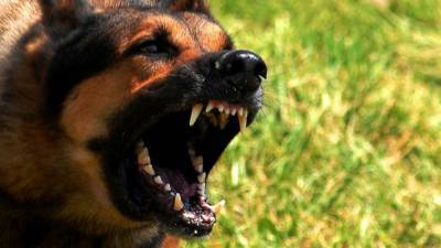 Полицейские спасли растерзанную косулю от стаи собак в Пензенской области - mur.tv - Пензенская обл.