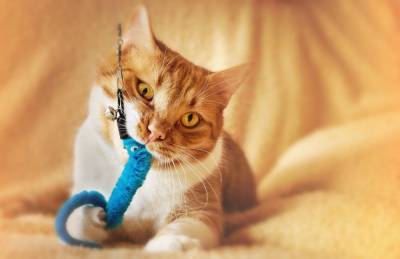 В доме кошка: секреты содержания усатого любимца - mur.tv