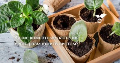 Какие комнатные растения легко размножить листом? - sadogorod.club