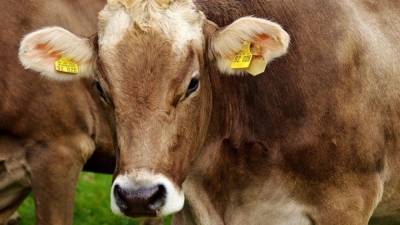 Генетики рассказали, как коровы в Якутии адаптировались к экстремальному холоду - mur.tv - республика Саха