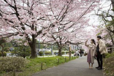 В этом году сезон цветения сакуры в Японии начался... - glamour.ru - Япония