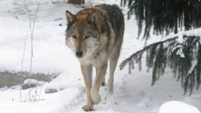 В Ленинградском зоопарке умерла волчица - mur.tv