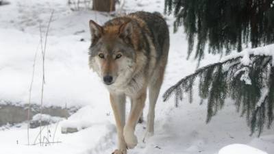В Ленинградском зоопарке умерла волчица по кличке Тень - mur.tv