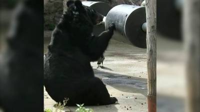 Видео из Сети. В Московском зоопарке проснулись медведи - mur.tv