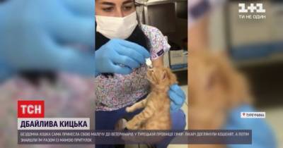 В Турции бездомная кошка принесла ветеринарам двух котят с воспалением глаз - mur.tv - Turkey