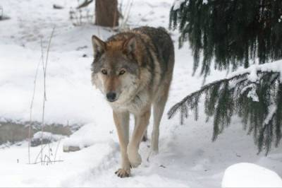 В Ленинградском зоопарке умерла 14-летняя волчица Тень - mur.tv