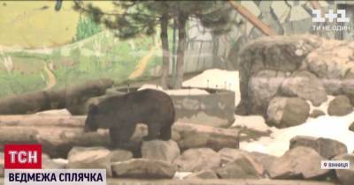 Зарылась в землю на полтора метра: в зоопарке в Виннице медведица впала в спячку впервые за 15 лет - mur.tv