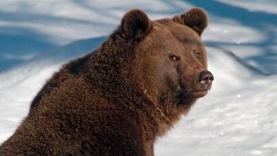 Весне дорогу: Медведь Балу вышел из спячки в нижегородском зоопарке - mur.tv - Нижний Новгород
