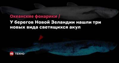 Океанские фонарики. У берегов Новой Зеландии нашли три новых вида светящихся акул - mur.tv - Бельгия - Новая Зеландия