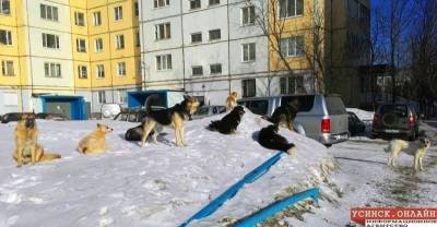 В Усинске мать спасла ребёнка от бродячих собак - mur.tv - Усинск