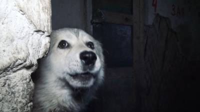 Бездомных собак могут пустить на корм диким медведям - mur.tv