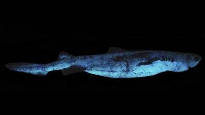 Обнаружена самая крупная светящаяся акула - mur.tv - Новая Зеландия