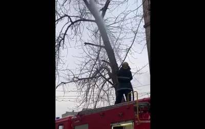 Спасатели Кривого Рога сбили водой кошку с дерева - mur.tv - Кривой Рог