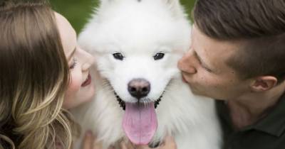 18 очаровательных собак на свадебных фото, которые затмили молодожёнов - mur.tv