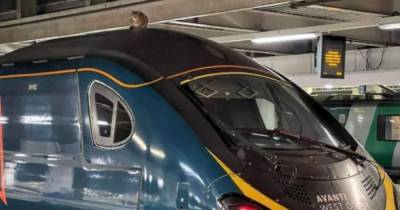 В Лондоне кошка задержала отправление скоростного поезда на два часа - mur.tv - Лондон - Кривой Рог