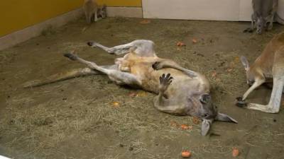 Ленивая кенгуру полюбила пол с подогревом, но вызвала тревогу у людей - mur.tv