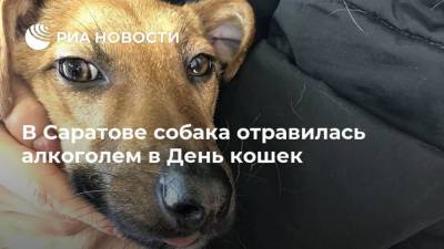 В Саратове собака отравилась алкоголем в День кошек - mur.tv - Саратов