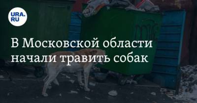В Московской области начали травить собак - mur.tv - Московская обл. - Зарайск