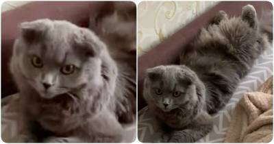 Вот его закрутило: хозяйка застукала кота в странной позе - mur.tv - Кострома