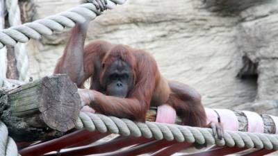 На обезьянах из американского зоопарка протестировали вакцину от COVID-19 для животных - mur.tv - Сан-Диего