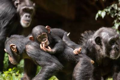 Вакцинация горилл и шимпанзе началась в американском Сан-Диего - mur.tv - Сша - Сан-Диего