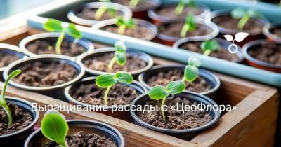 Выращивание рассады с «ЦеоФлора» - sadogorod.club