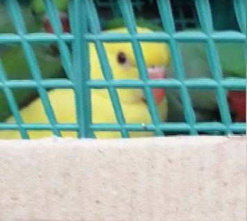 В Ростовской области задержали машину, в которой нелегально перевозили редких попугаев - mur.tv - Краснодарский край - Ростовская обл.