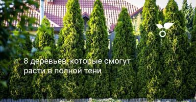 8 деревьев, которые смогут расти в полной тени - sadogorod.club