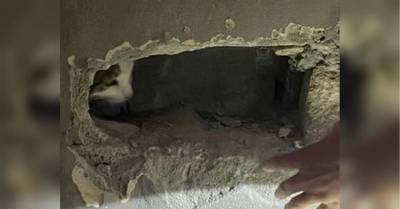Кошку случайно замуровали в стене она просидела там два дня, пока ее искали хозяева - mur.tv - Юар - Кейптаун